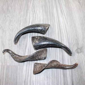 4 Small Polished Goat Horns #9863 Natural Colored