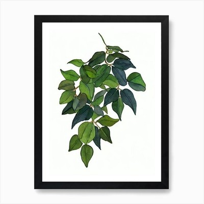 English Ivy (Hedera Helix) Watercol Framed Wall Art Poster Canvas Print Picture