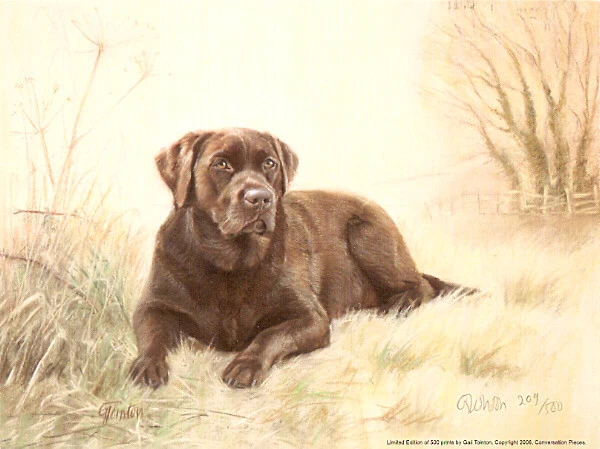 Chocolate labrador best sale art