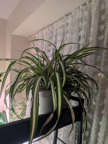 Huge Live Variegated Spider Plant - Easy Care and Air Purifying + Pot