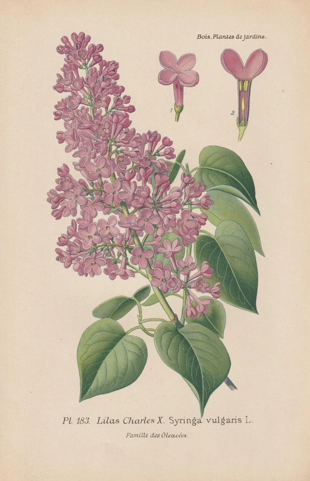 Flieder (Syringa vulgaris) CHROMOLITHOGRAPHIE von 1896 Désiré Bois RAR - Bild 1 von 1