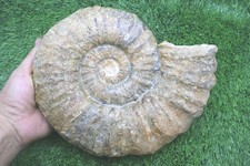 Acanthoceras Ammonite Fossil Fossil from Morocco Fossils Ammonites Fossil Rock