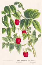 Rubus Rosaefolius India Fiore Botanica Van Houtte Litografia