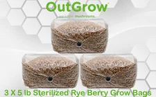 Sterilized Rye Berry Grow Bag (15lbs)