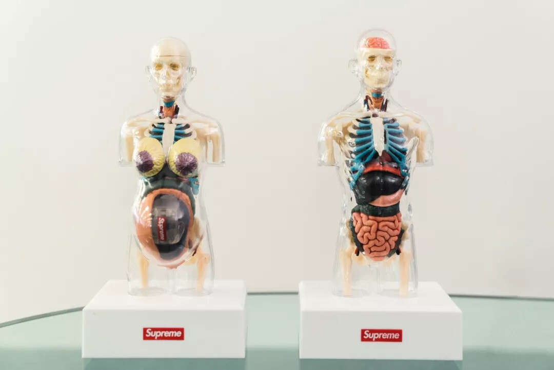 ☆Pre owned☆ Supreme Male& Female Transparent Torso Anatomy ☆Pre owned☆ Supreme Male& Female Transparent Torso Anatomy