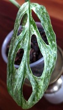 Rare Monstera Adansonii Indo Mint 11" Tall Aroid Not Philodendron