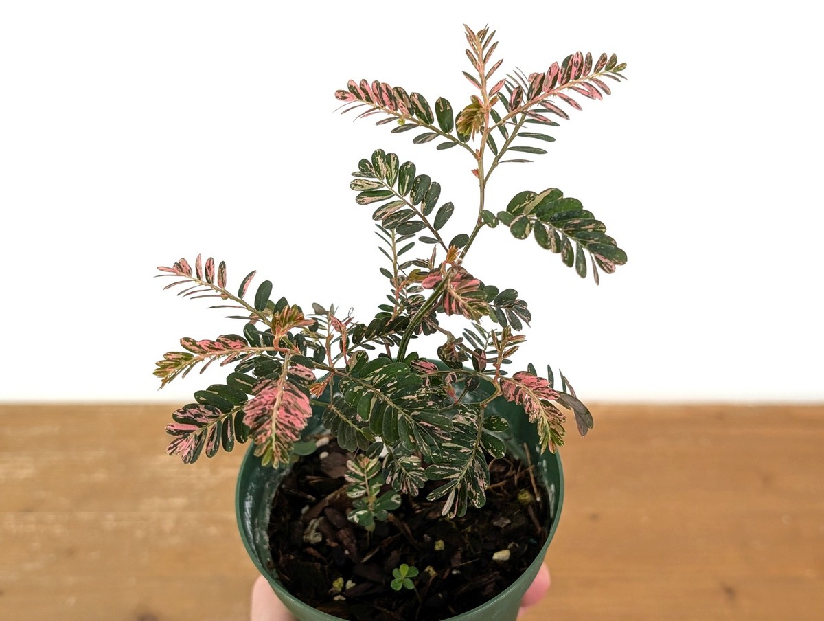 Phyllanthus Urinaria Pink Variegated (Exact Plant #43A) | eBay
