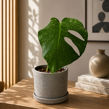 Monstera Mint plant Exact Plant