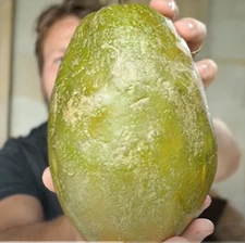 RARE GIANT PASSION FRUIT plant Tree 5+ SEEDS - Combined Shipping (USA seller )