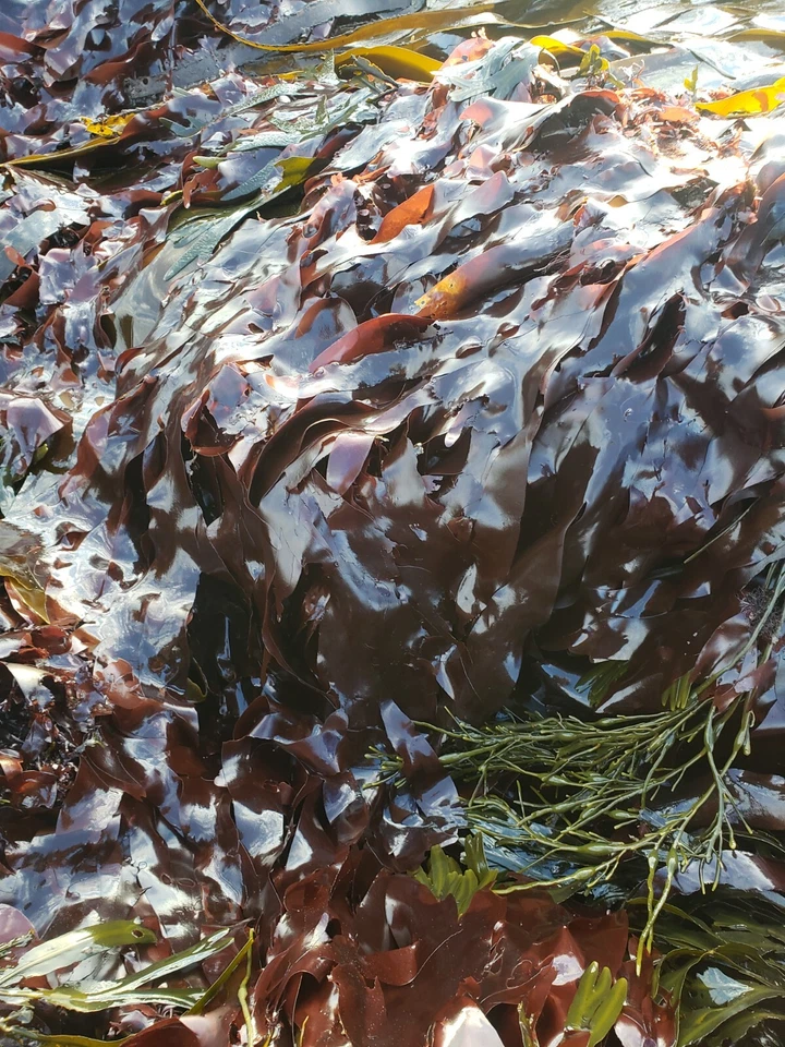 1lb Wild Atlantic Dulse high in nutrients, minerals. Sustainable, Ocean healthy. - Image 2 of 2