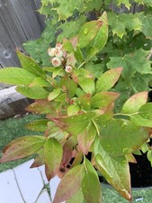 Sweet Blueberry Fruit Plant All Season Cutting