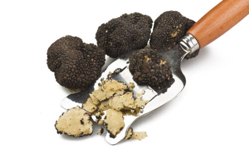 Tuber Melanosporum BLACK Truffle Mycelium/Spawn Mushroom 30 GRAMS Seeds 238 - Picture 4 of 5