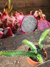 1x Dragon fruit Plant/Hylocereus Undatus/ Red Pitaya Cactus/火龙果