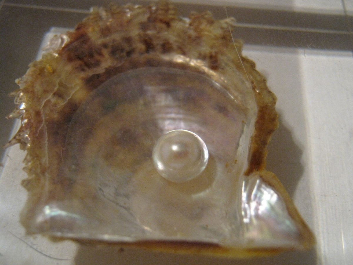 c. 1970s Lucite Paper Weight VICTOR'S PEARLS TOKYO, 1-2-11