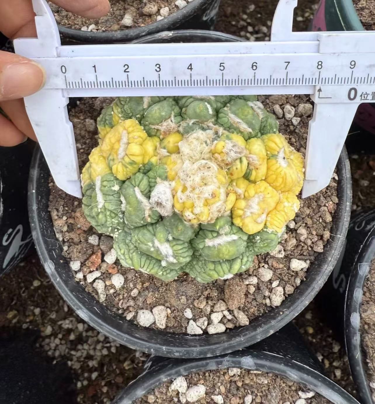 Astrophytum Wukong Douxiu Huajin, with unique colors Mutated sphere brocade