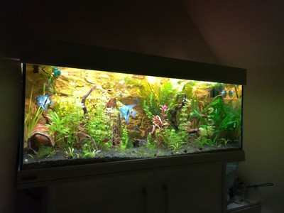 160 Liter Aquarium komplett mit Unterschrank und Besatz | eBay