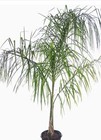 QUEEN PALM SEEDLING…COCO PALM…SYAGRUS ROMANZOFFIANA