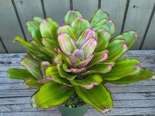 Neoregelia 'Lila Candy stripes' rare bromeliad 6''pot