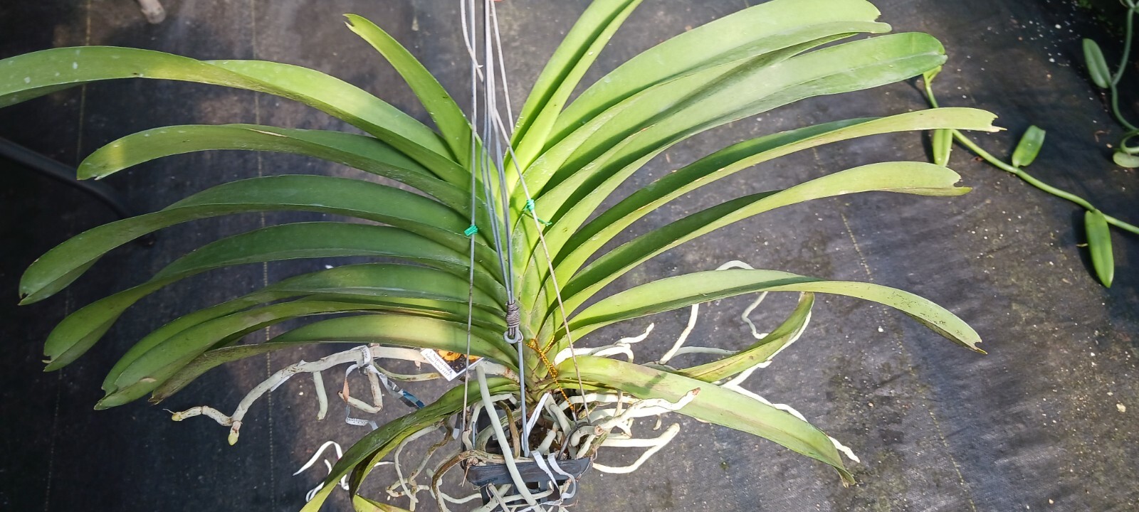 Orchid Vanda Nopporn Gold x Tubtim Velvet 337 Mad Happenings Hanging