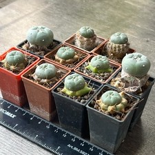 A39-789 Best cactus, VZD 037, N. E. Jesus, SL...