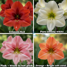 Bulbi Multifioritura Amaryllis Lily Holland - Mix di 4 Colori | Bulbi Premium - 4
