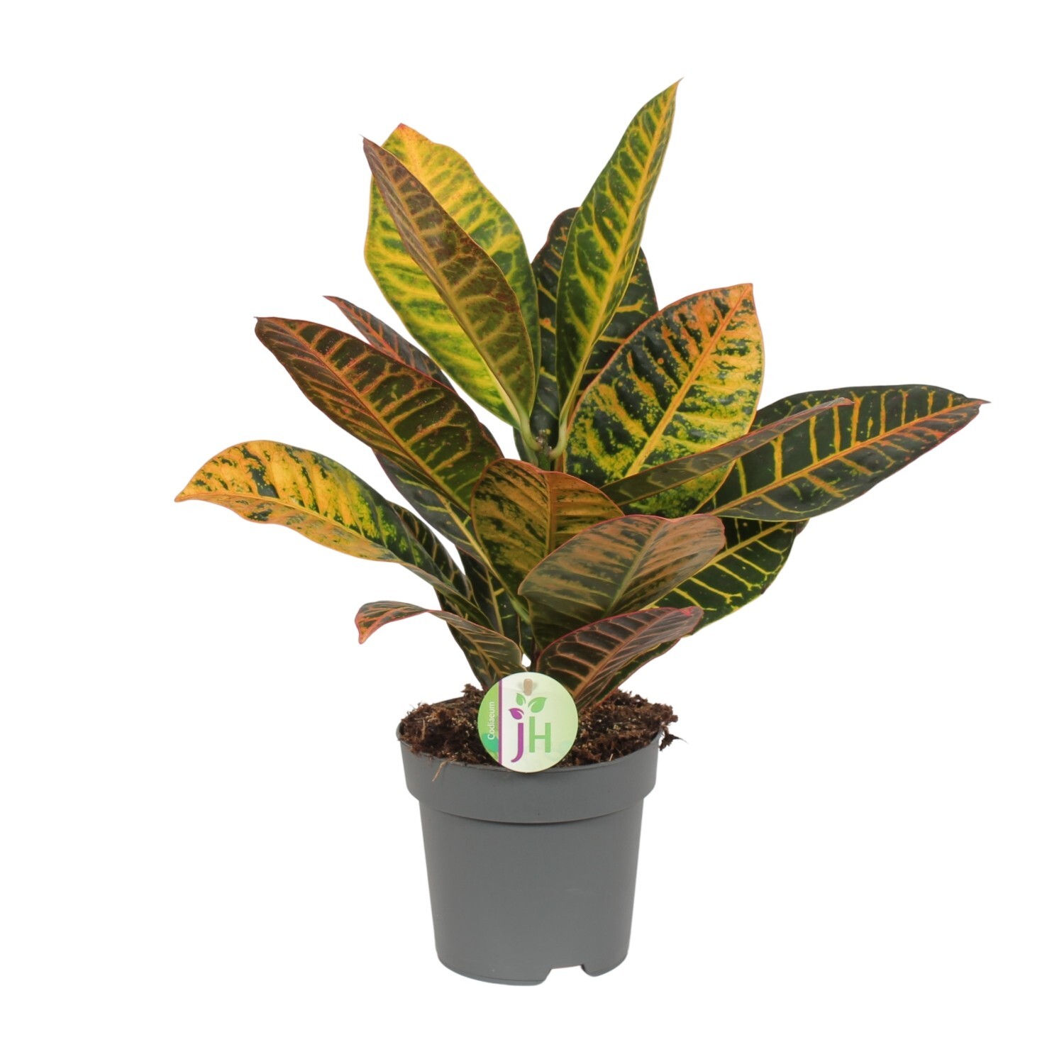 Codiaeum Variegatum Petra - Arbusto milagroso - Ø17cm - ↑45cm