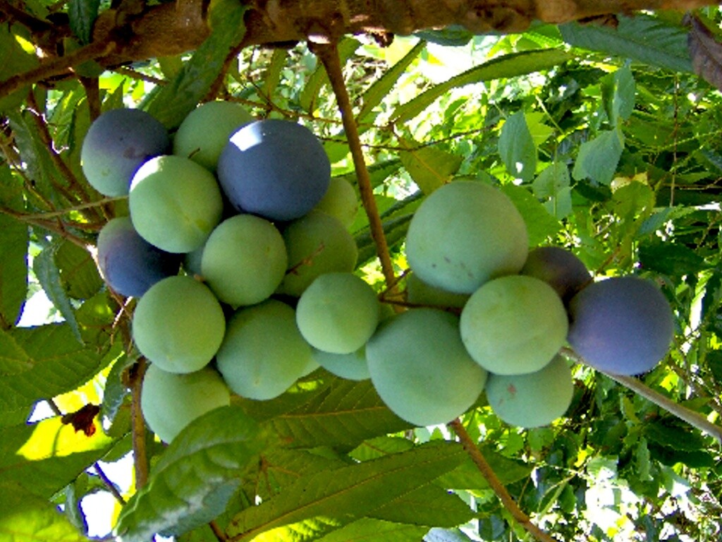 DAVIDSONS PLUM PLANTNATIVE BUSH TUCKERFRUIT TREERAINFOREST GARDEN