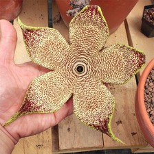 Edithcolea grandis (Filtu, sur de Etiopía) Stapelia, lithops, huernia.