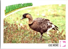 1992 Panini Wildlife in Danger French Animaux à Sauver #100 Oie Néné