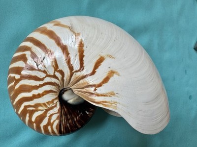 große Meeresmuschel Nautilus pompilius, 183mm lang