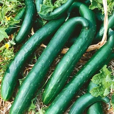Green Dragon Burpless Cucumber Seeds - For 2025 Planting Cold Weather Early