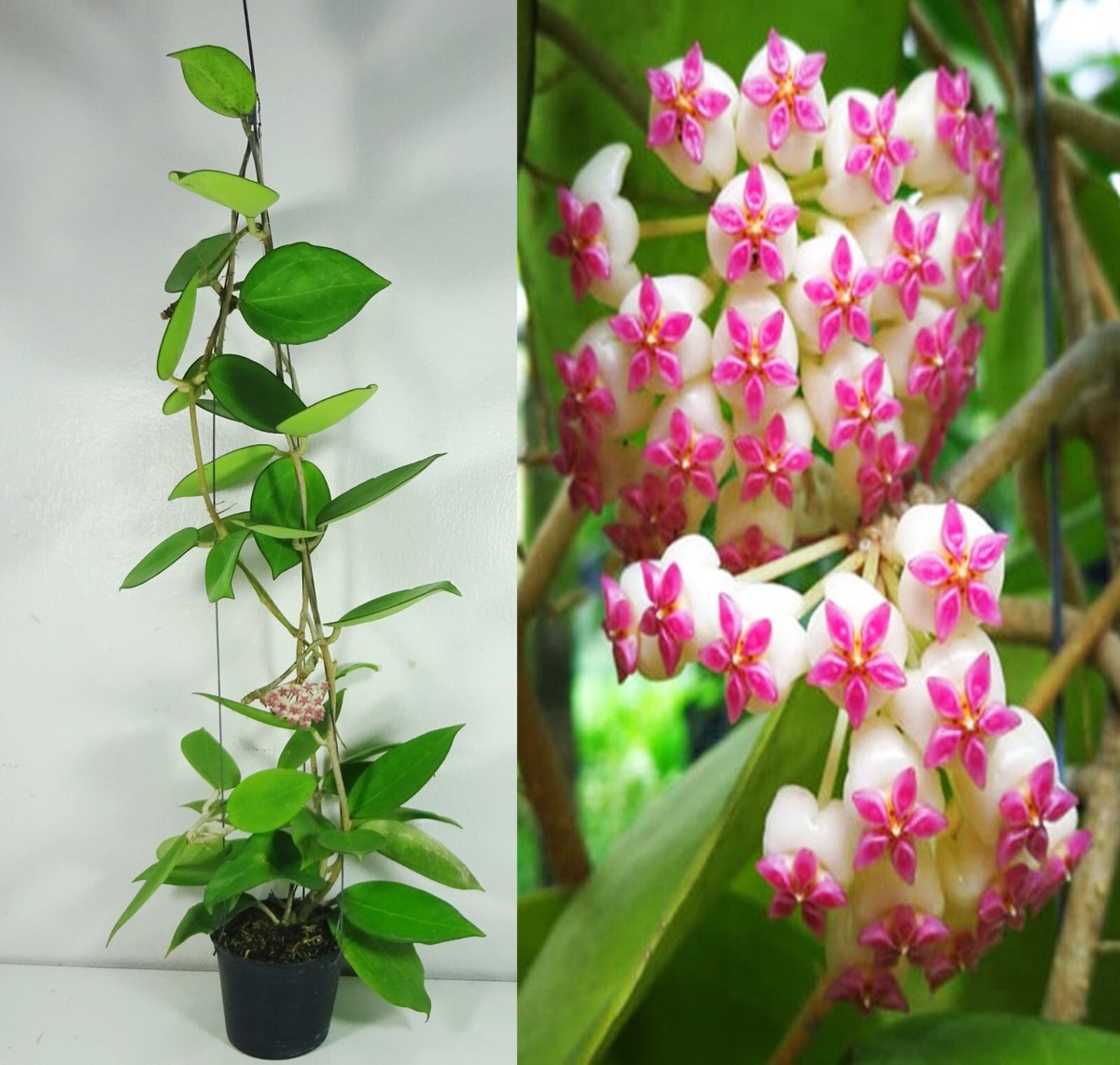 Hoya icensis Hoya seed023 カット苗 Hoya icensis 023 (Hoya Patcharawalai 023) 18 Inches Plant