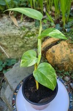 GOLDEN POTHOS, Devils Ivy, Air Purifying Indoor House Plant, 20-25 cm