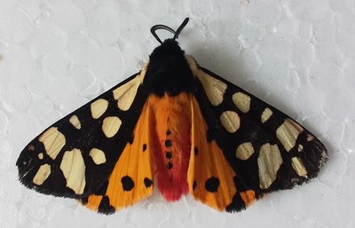 Schmetterling SCHUPPEN FERMIERE, MAI 2026.