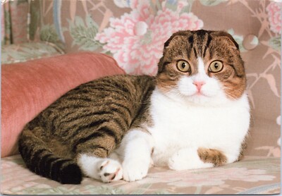 c1980's, Scottish Fold cat, vintage chrome postcard, nice