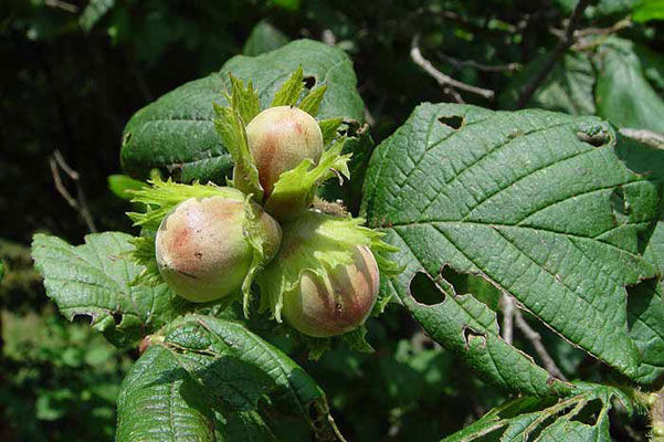 20 Semi cachi, Diospyros kaki, bonsai, Beautiful & Delicious Albero da frutto, semi della frutta