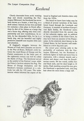 The Keeshond - CUSTOM MATTED - Vintage Dog Art Print - ''G''