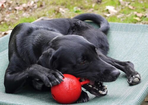 Interactive 4-Inch Dog Toy Ball with Handle – Fun and Durable for Active Play - Picture 3 of 4