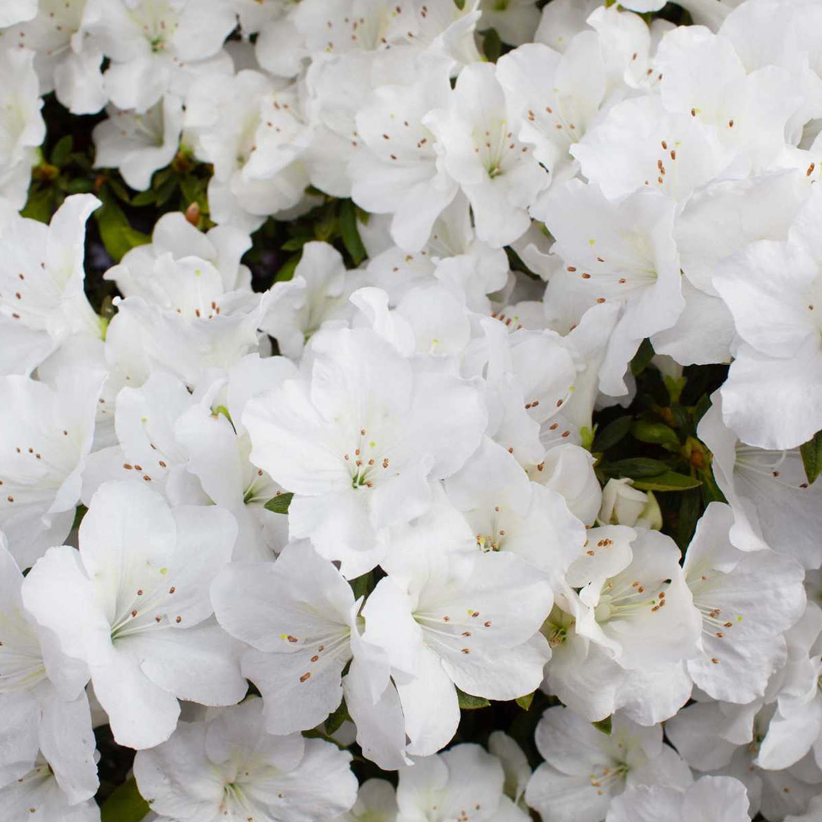 Azalea japonica White Colourful Evergreen Outdoor Garden Shrub Plant In ...