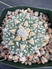 Astrophytum Asterias Kabuto Beautiful V Type Nudum Top Quality