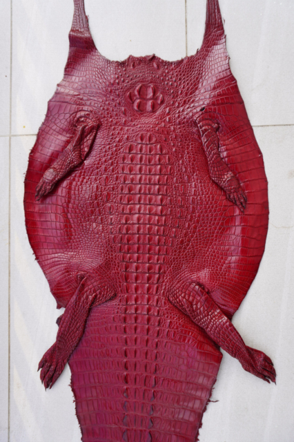 Rosso scuro vero alligatore pelle di coccodrillo pelle di coccodrillo pelle nasconde tassidermia esotica pelle