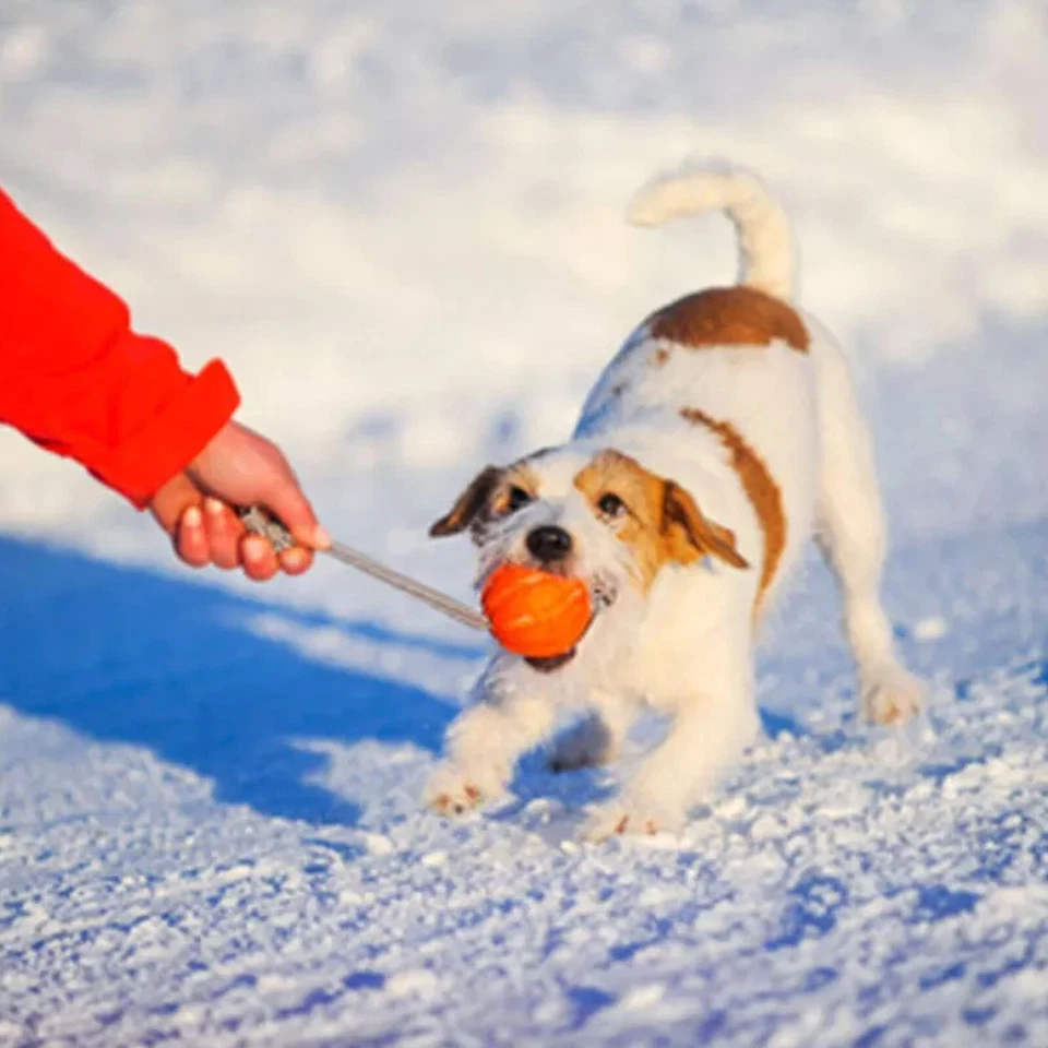 LIKER Cordón 5 cm/2 pulgadas Perro Entrenamiento Activo Pelota Juguete Polímero Espumado No Tóxico Foto 4 de 4