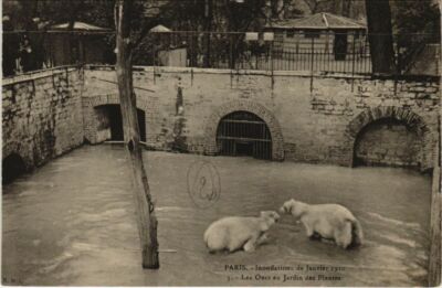 Old postcard Paris 5th - Les Ours au Jardin des Plantes (63656)
