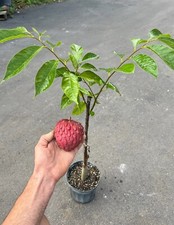 Red Cherimoya 1.5-3 Ft Tall. We Ship To All States