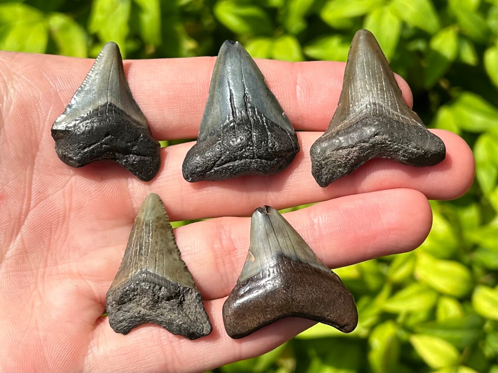 NICE Fossil Megalodon Sharks Teeth LOT OF 5 Miocene Age South Carolina Shark eBay