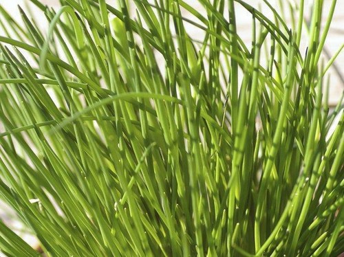500 Graines De Moutarde Blanche - Bio, Reproductibles, Pour Potager Aromatique