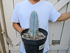 Myrtillocactus geometrizans blue candle Cactus 