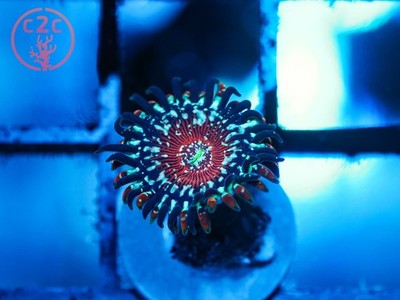 WWC Salted Agave Zoa *RARE* - Live Coral Frag LPS