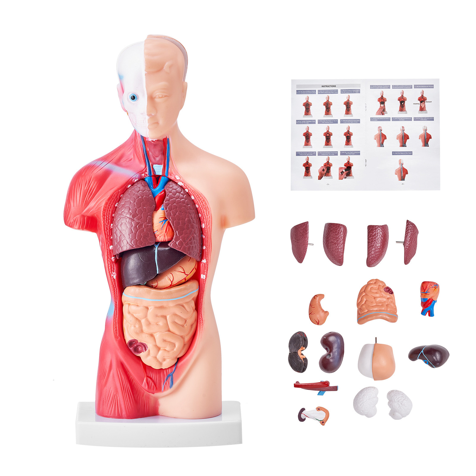 Uimoso Anatomical Human Torso Body Model Anatomy Internal Organ 11" 15 Parts