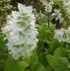 Salvia sclarea 'Vatican White' / White Clary Sage / Hardy Perennial / 50 Seeds
